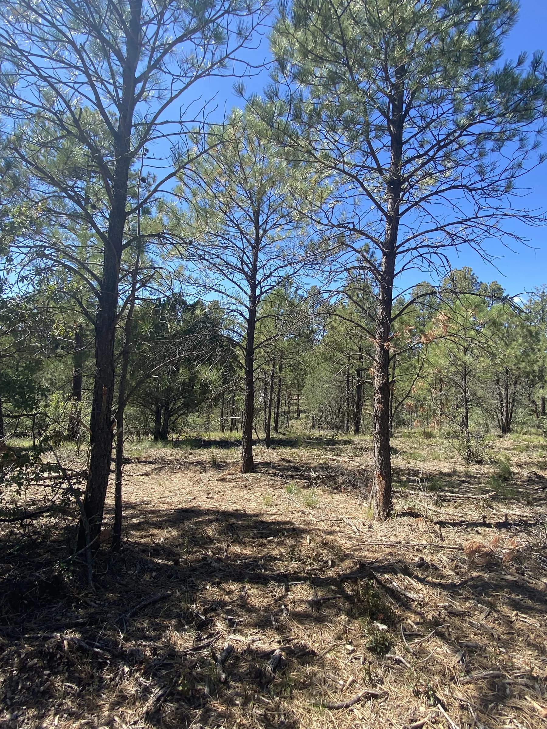 Ponderosa pines against a blue sky
