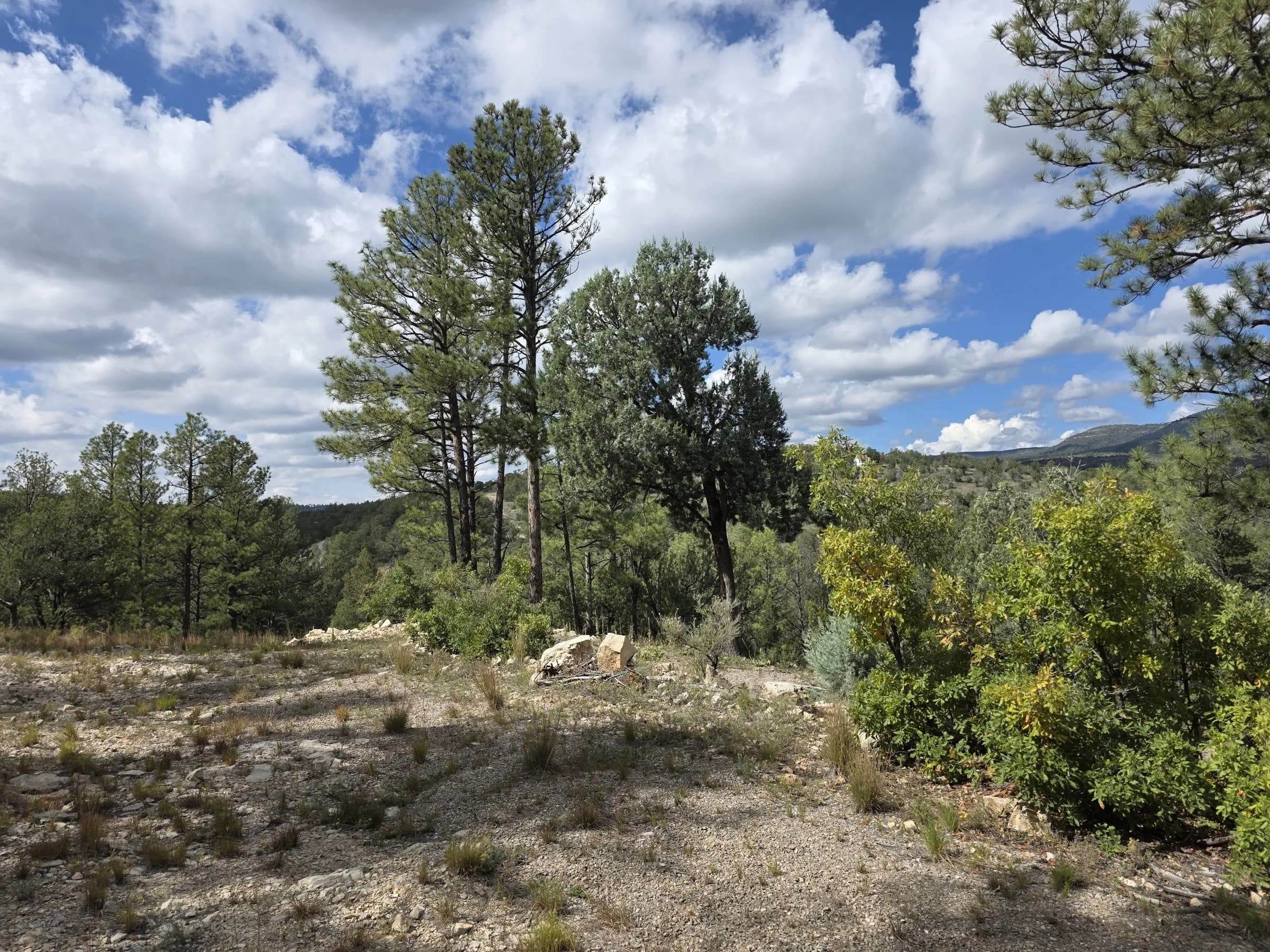 Ponderosa pines on the lot with a view across the valley to the mountains