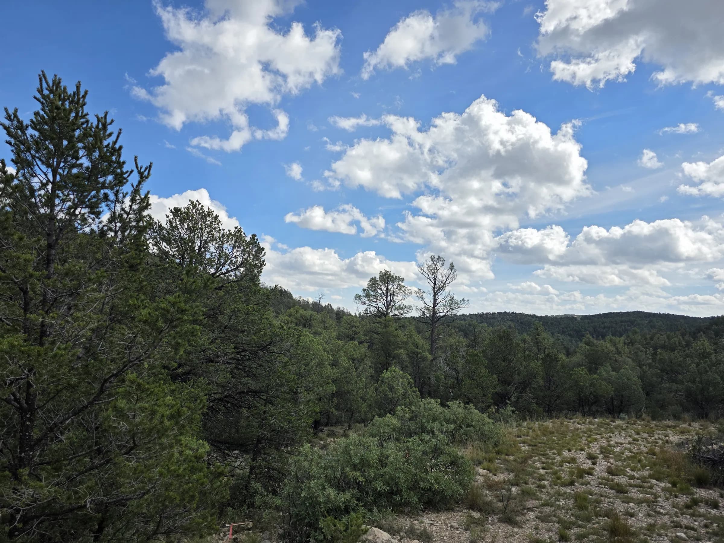 View over junipers and oaks to the forested hills under a blue sky