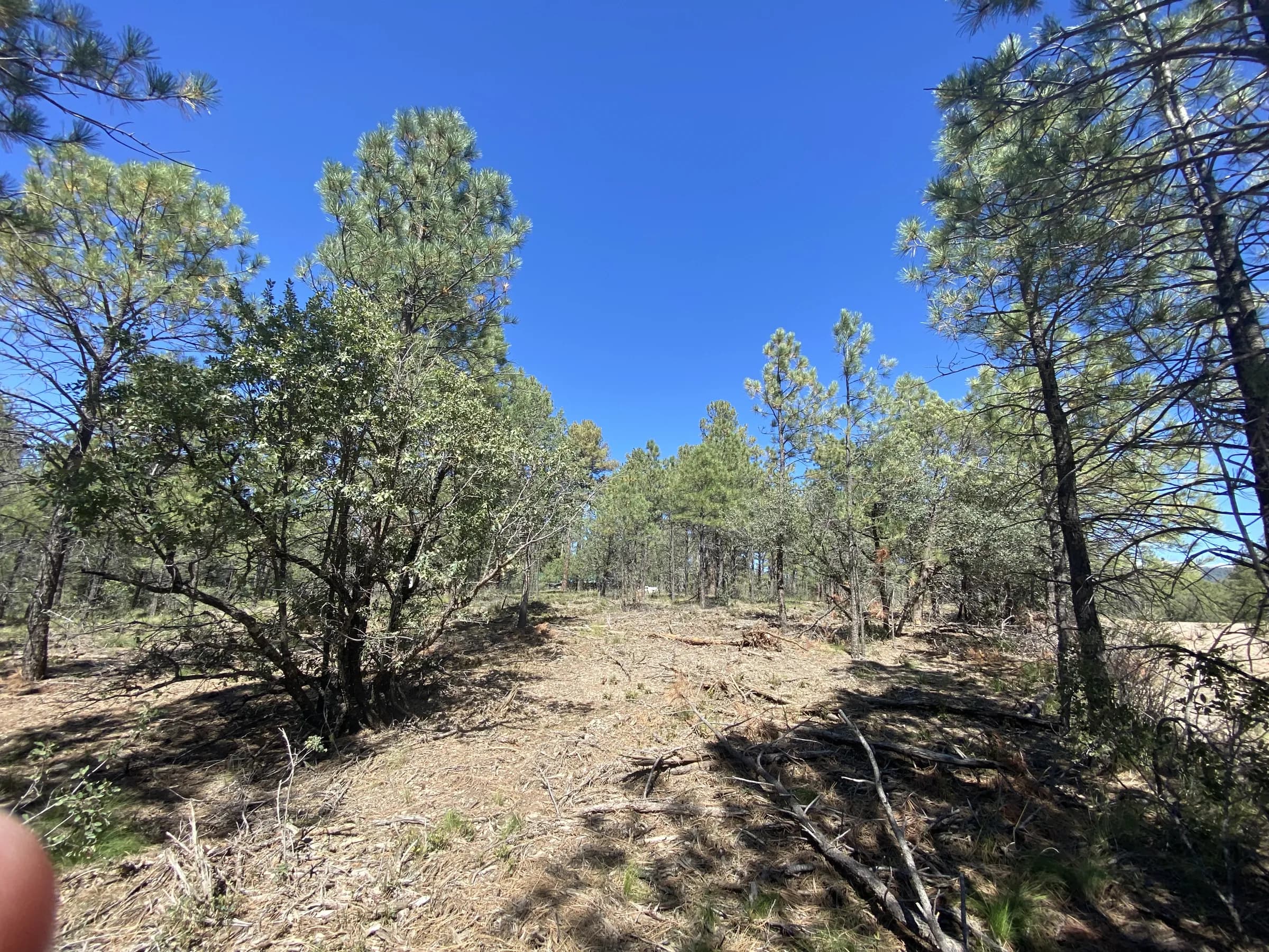 Cleared ground between the pines