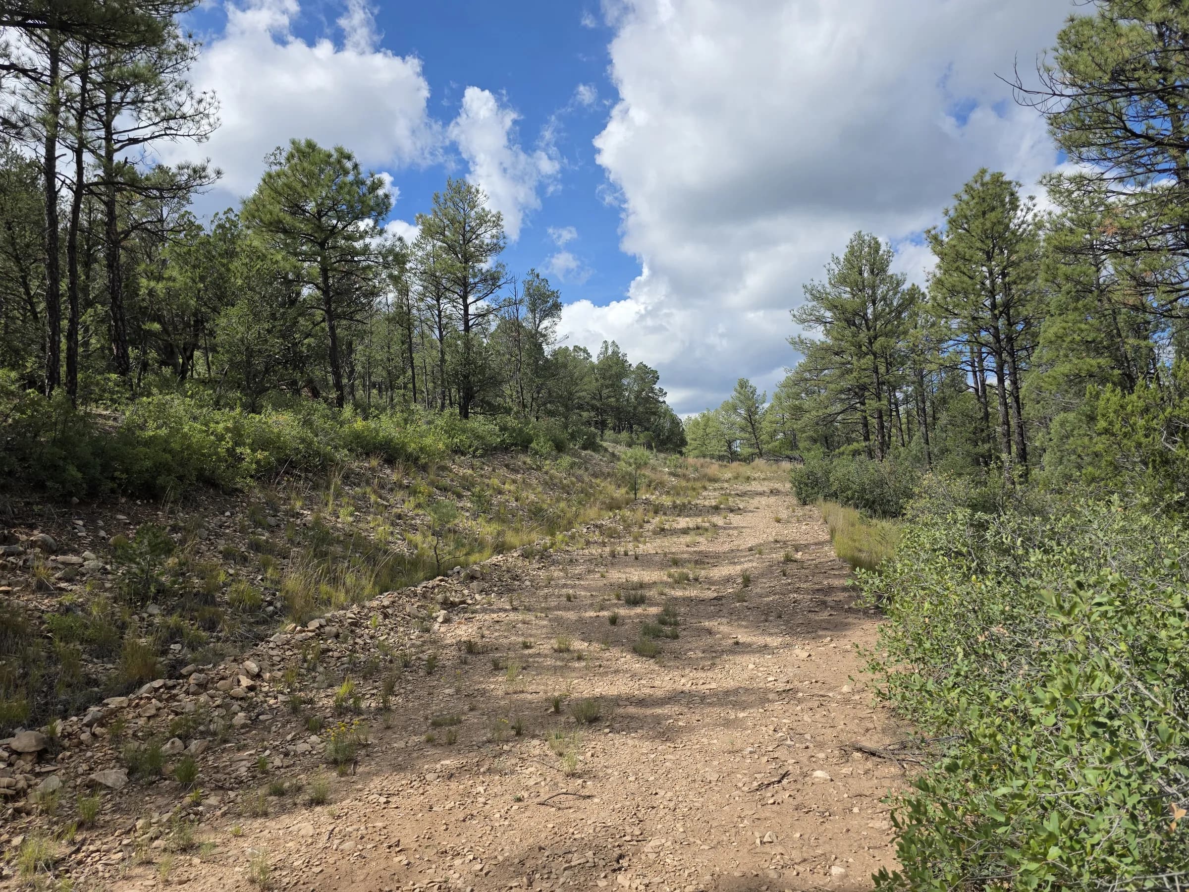 Camino de tierra que pasa junto a altos pinos ponderosa en un lote arbolado