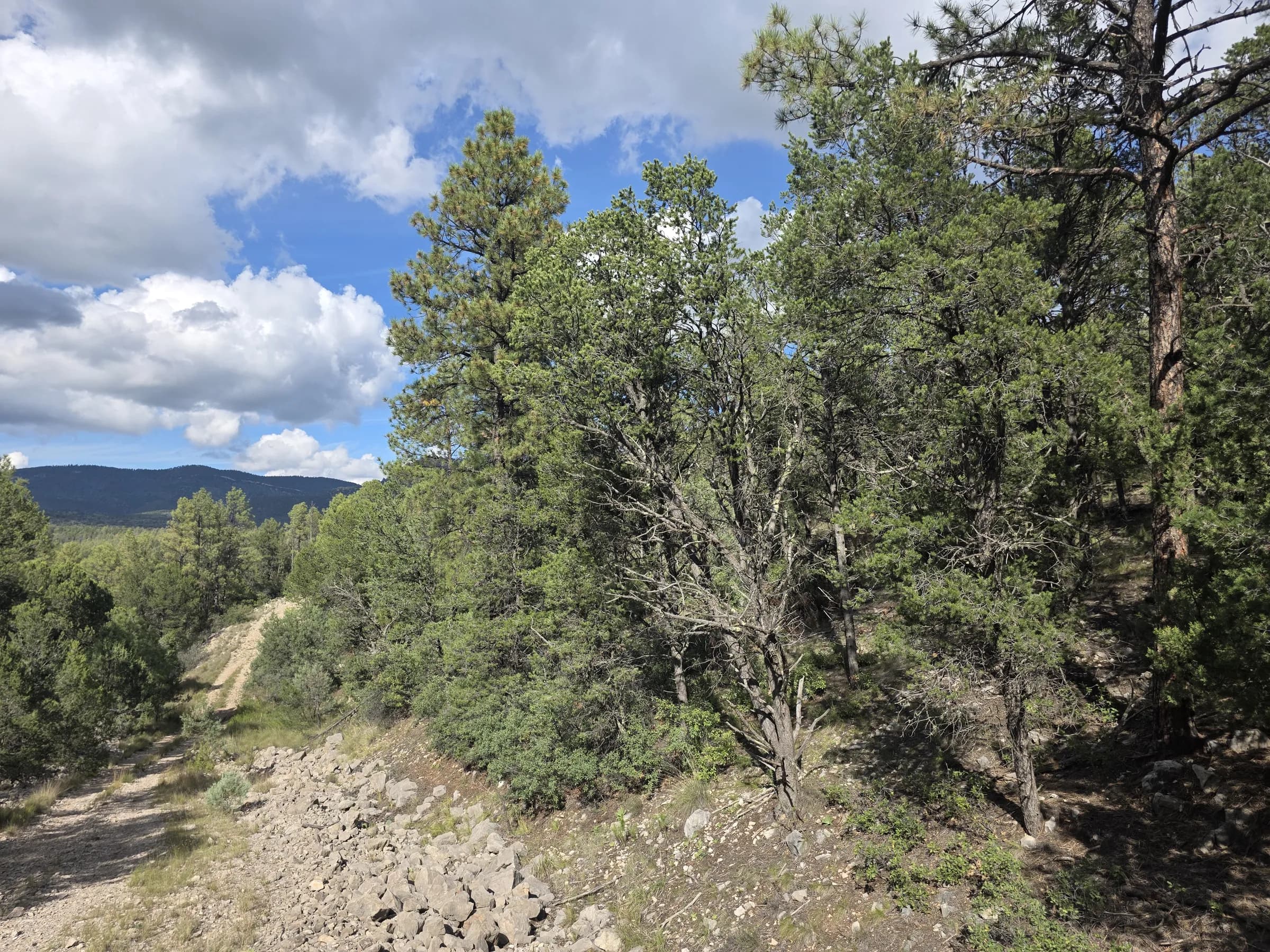 Pines along Shallow Creek Road