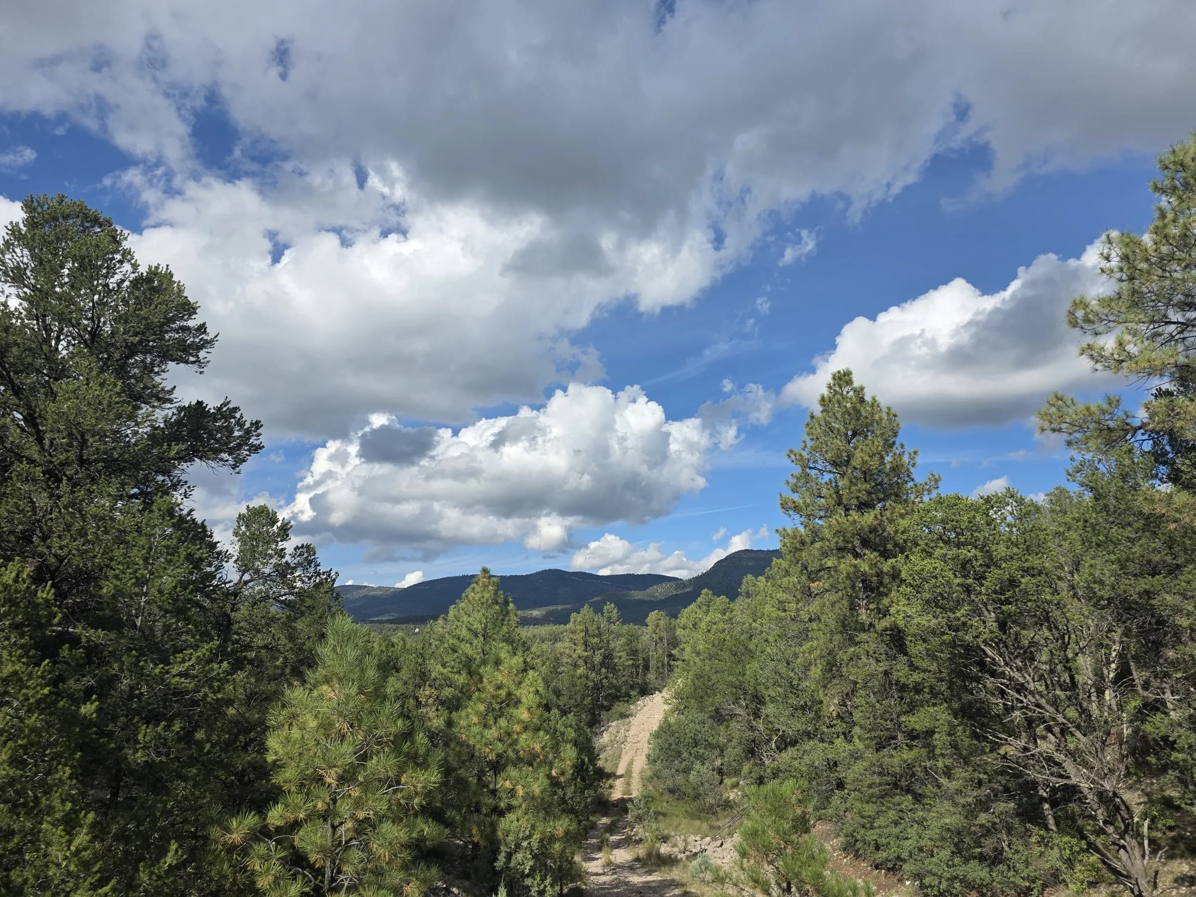Pinos ponderosa junto a un camino de grava con vista hacia abajo del valle