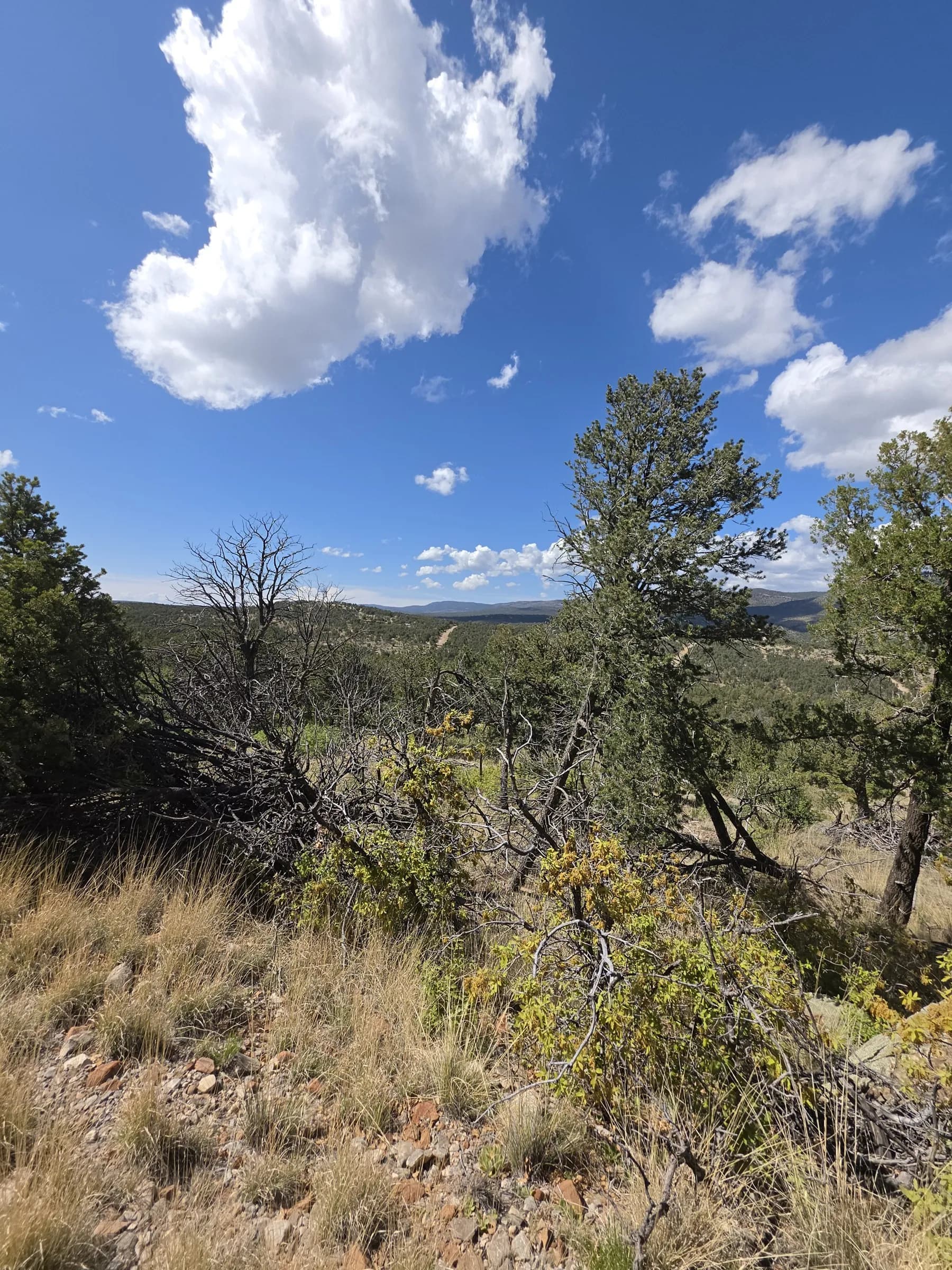 Juniper and piñon across the lot under a big sky