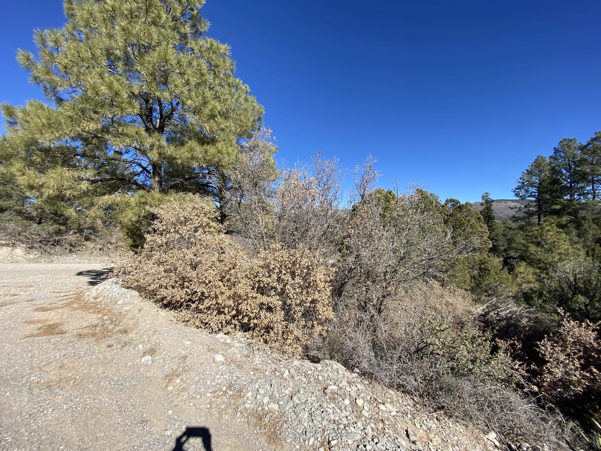 Birdman Drive frontage with a big ponderosa