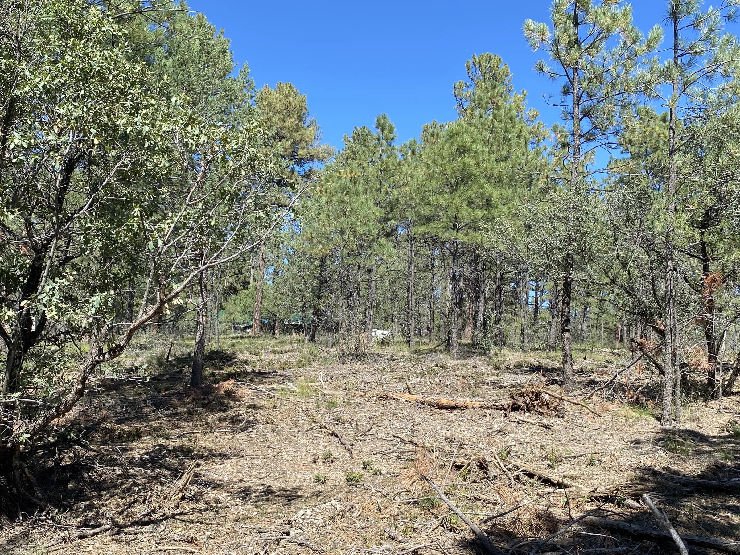 Cleared level lot under tall ponderosa pines on Rio Pinar Drive in Timberon