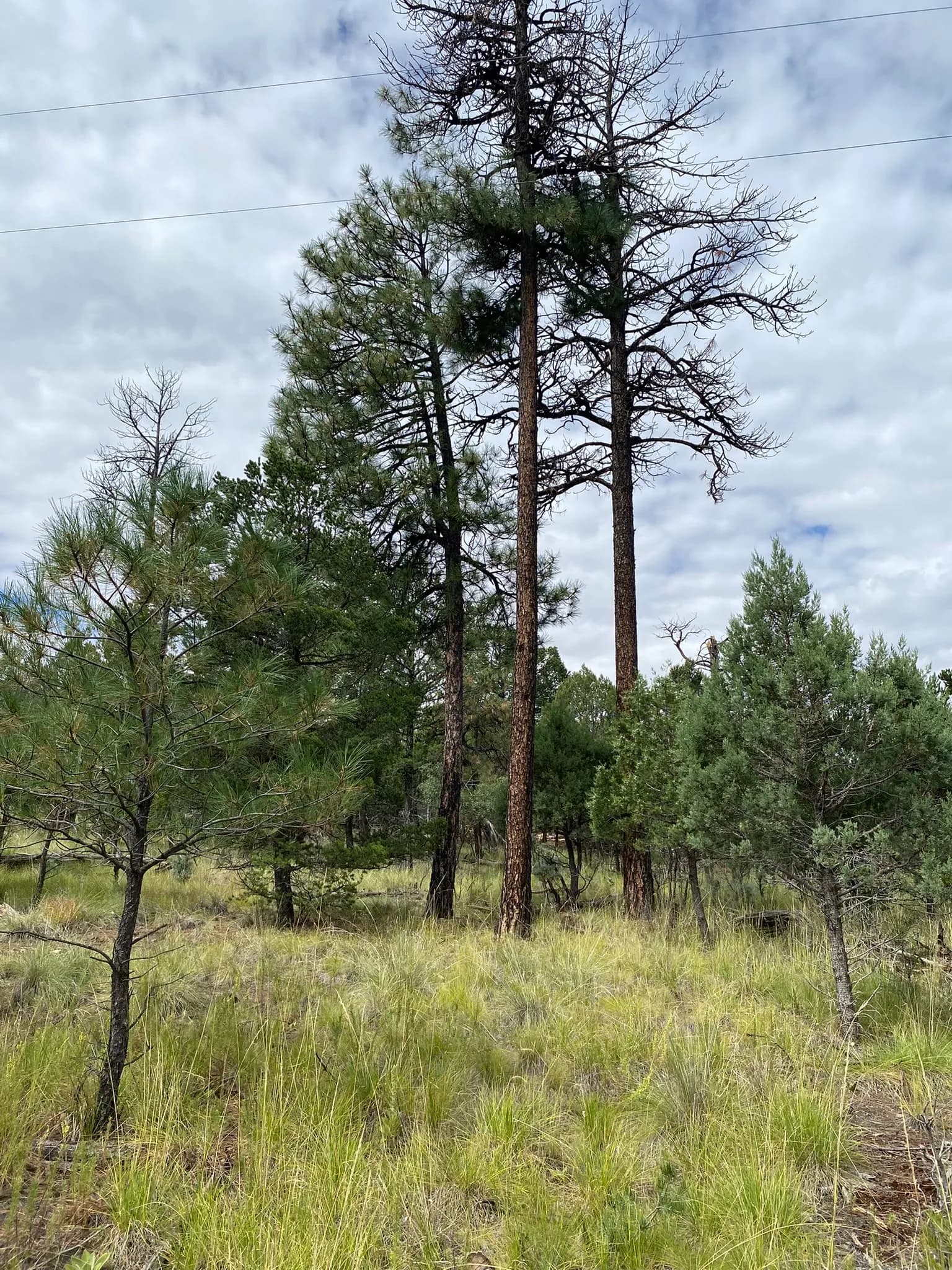Beautiful wooded lot