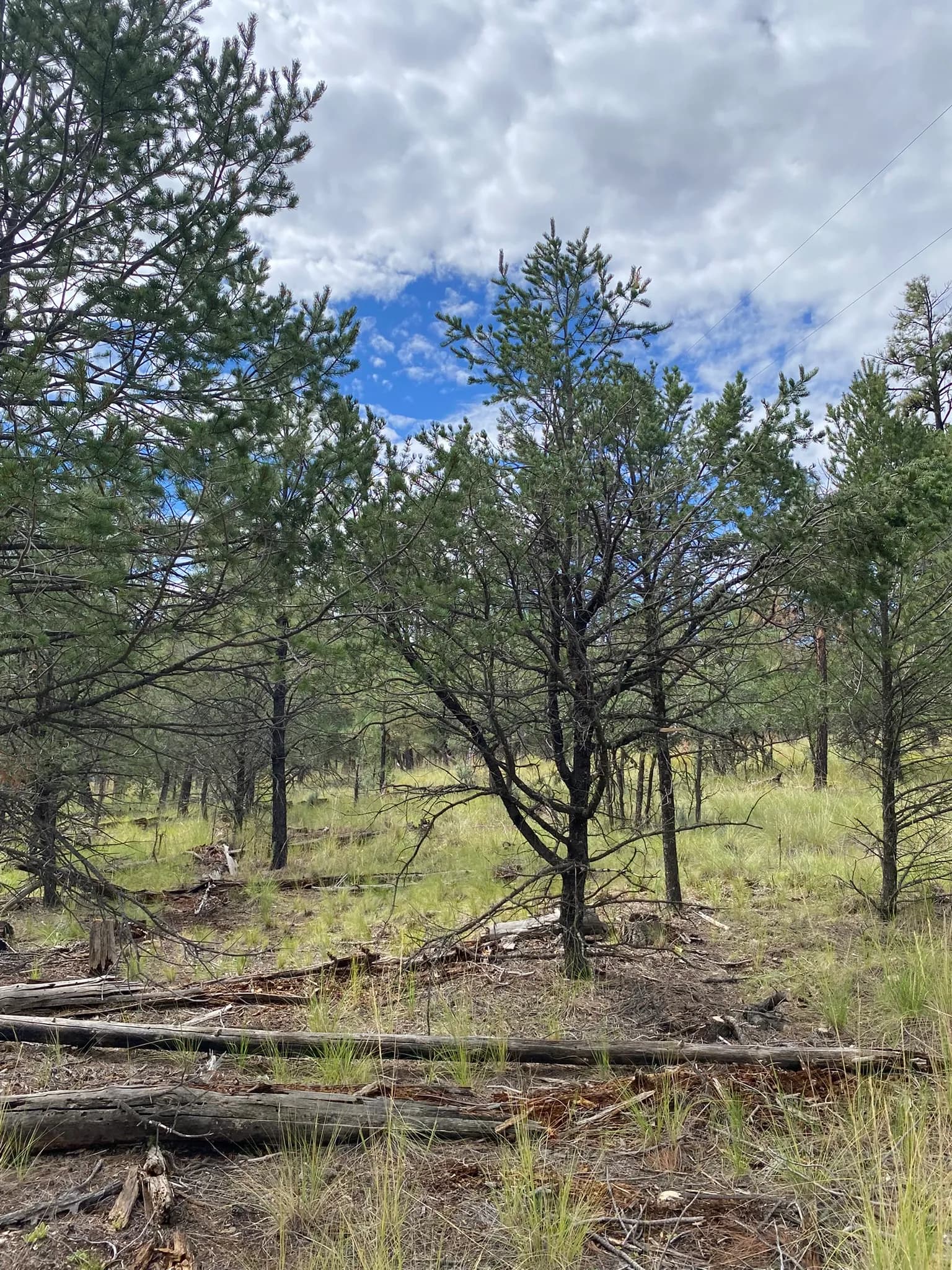 Beautiful wooded lot — 3