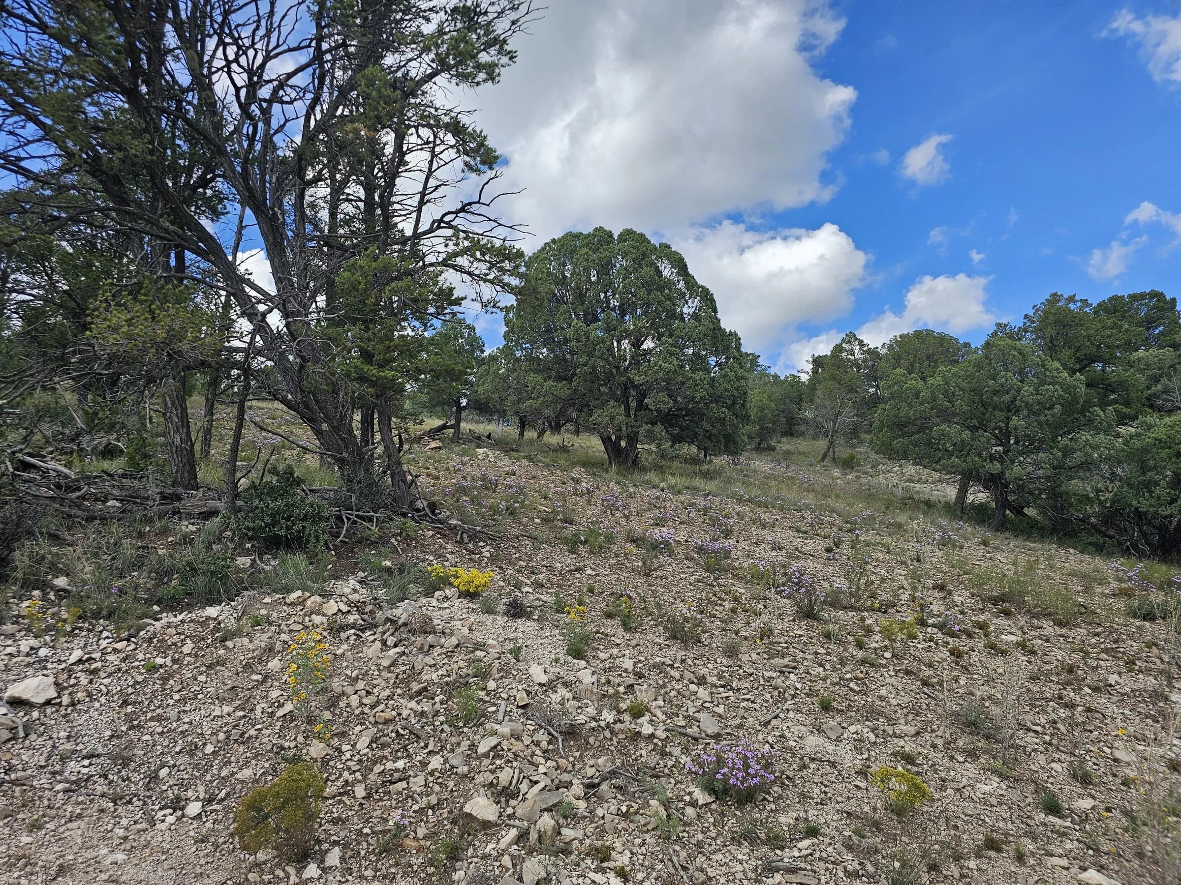 Open hillside with purple wildflowers and junipers under a blue sky