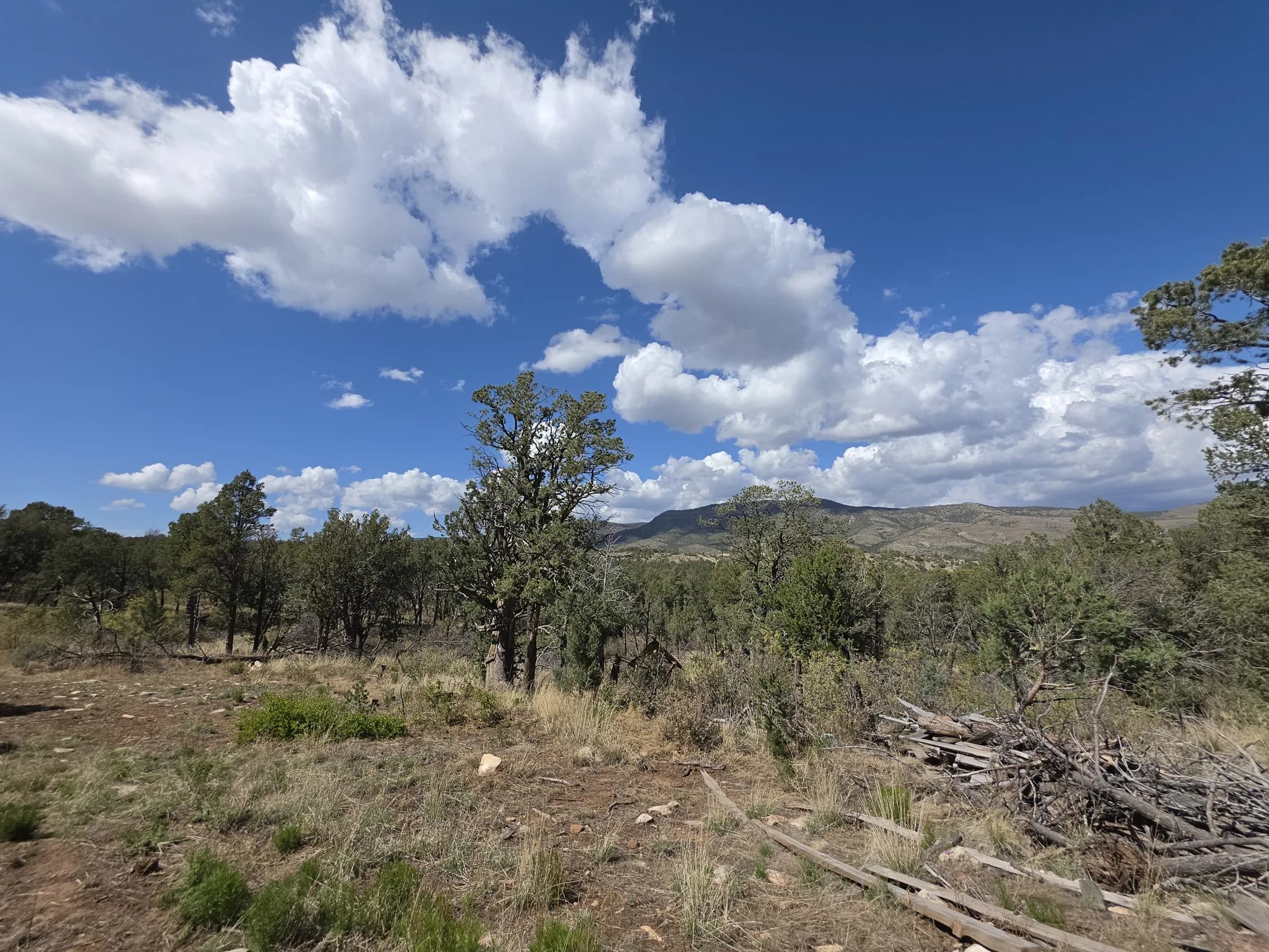 Open, level ground with scattered junipers and pines on Bronco Drive, looking across to the mountains under tall white clouds