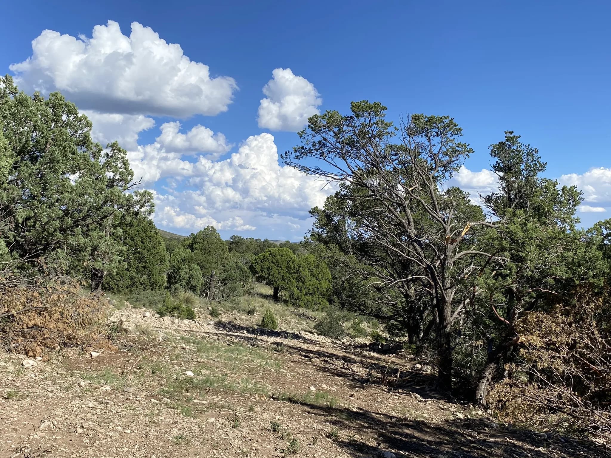 Open ground and evergreen trees on a corner lot under a blue sky with white clouds