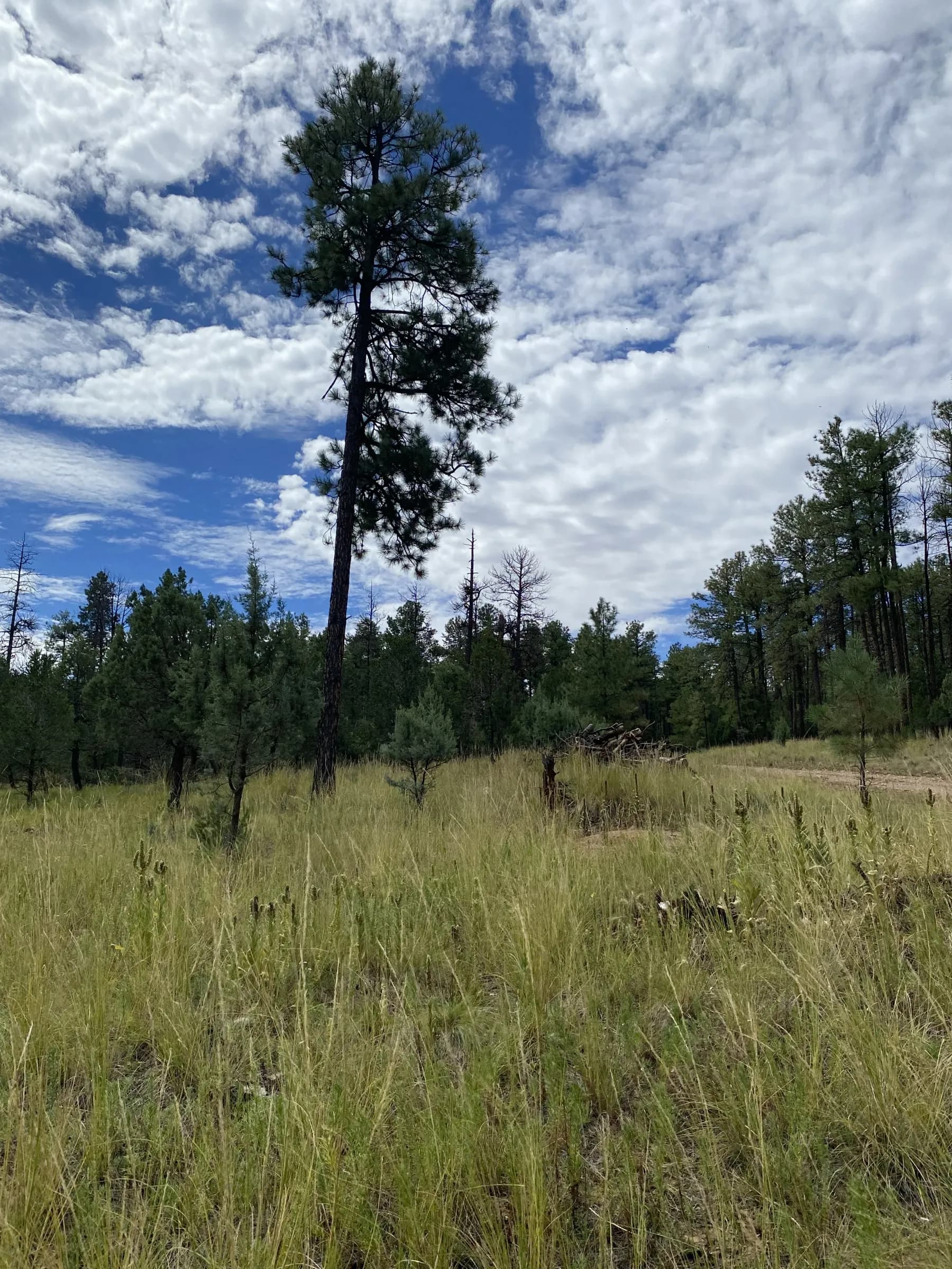 Tall ponderosa pine on a level grassy Timberon lot under a blue sky with scattered clouds