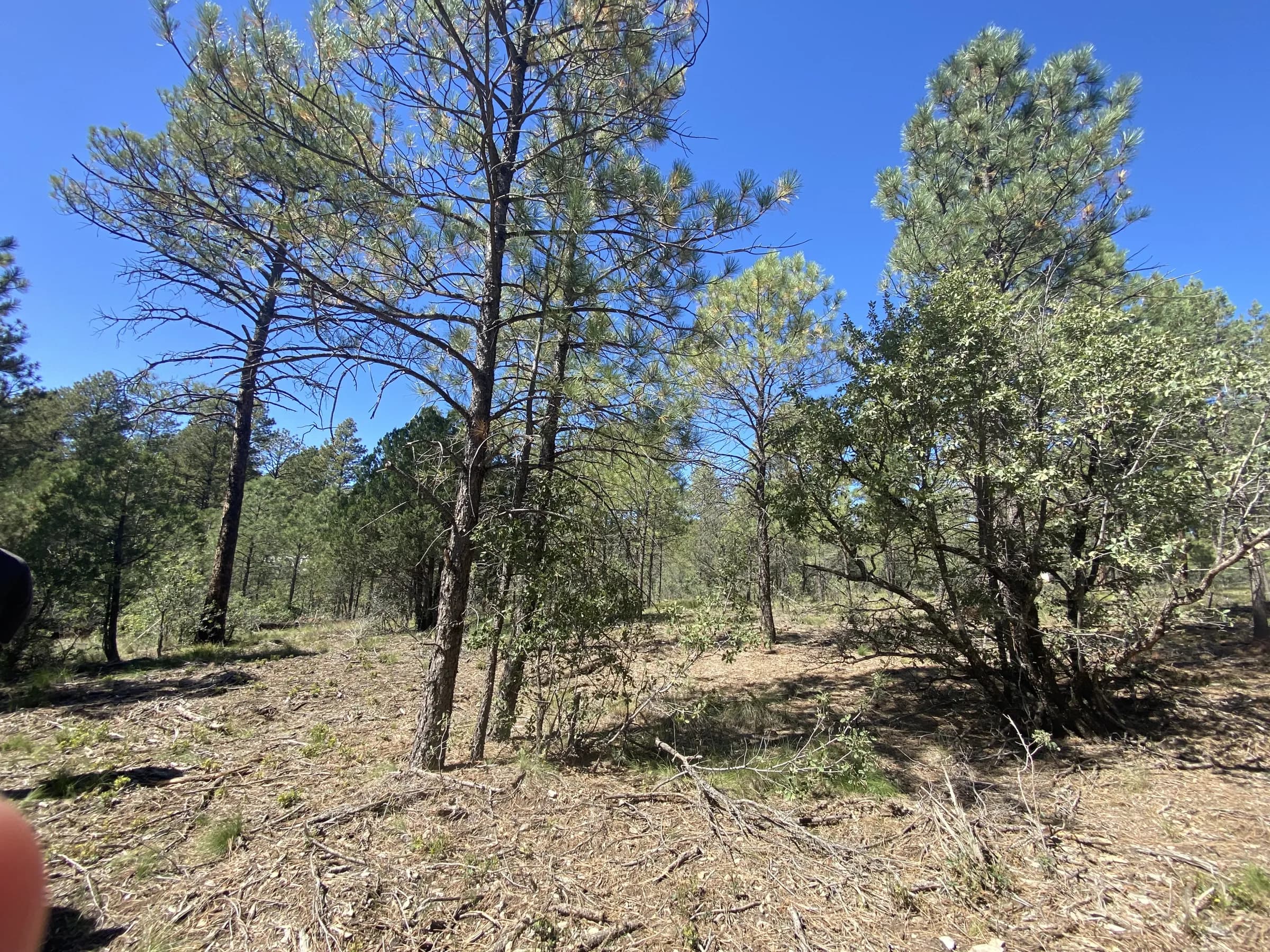 Open pine-needle ground ready for a build site