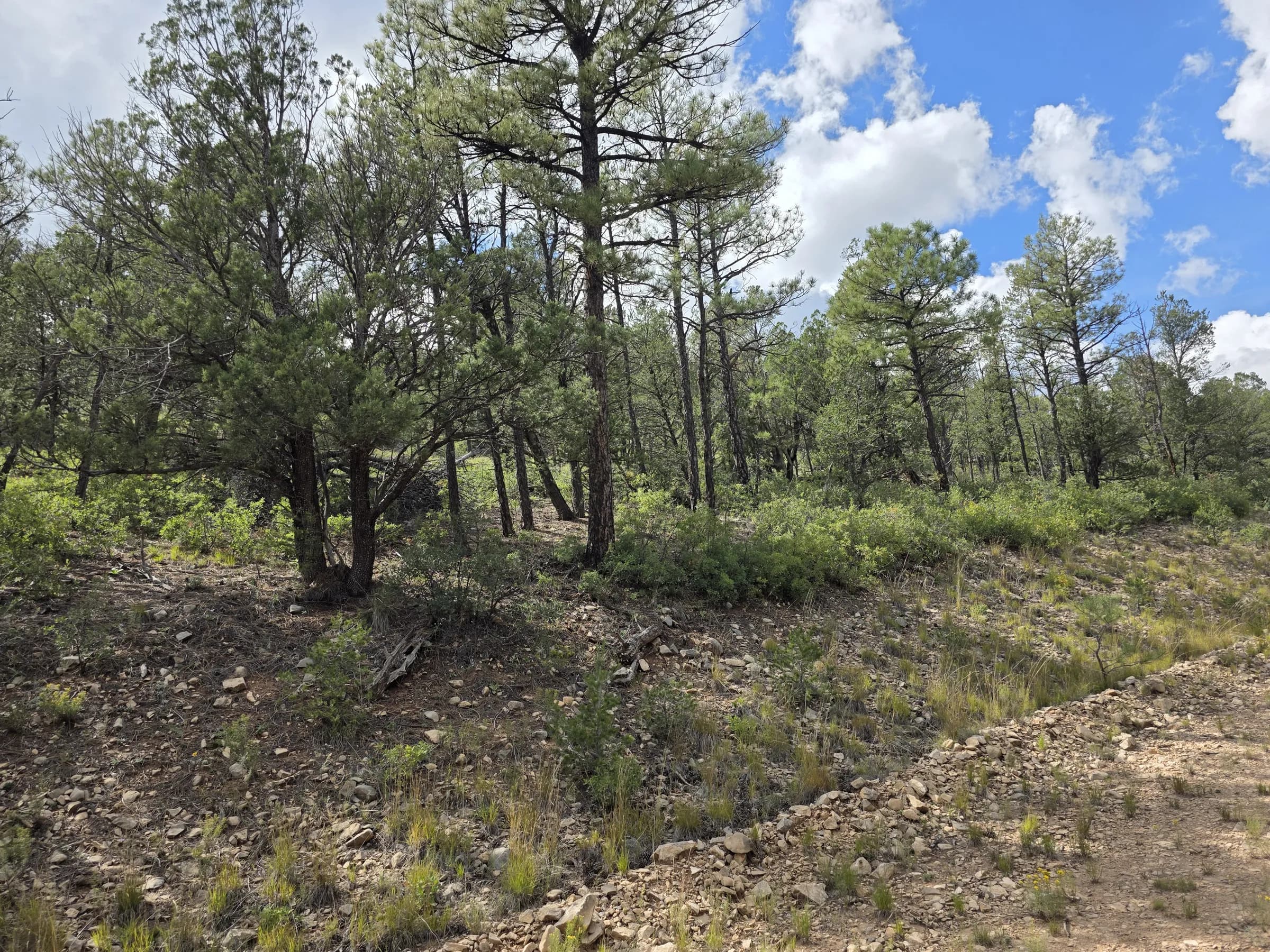 Pines along the road edge