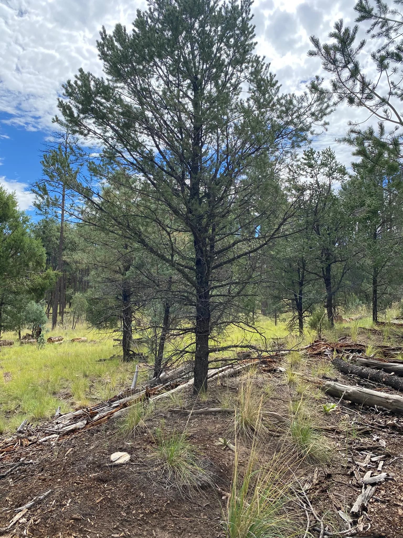 Beautiful wooded lot — 2