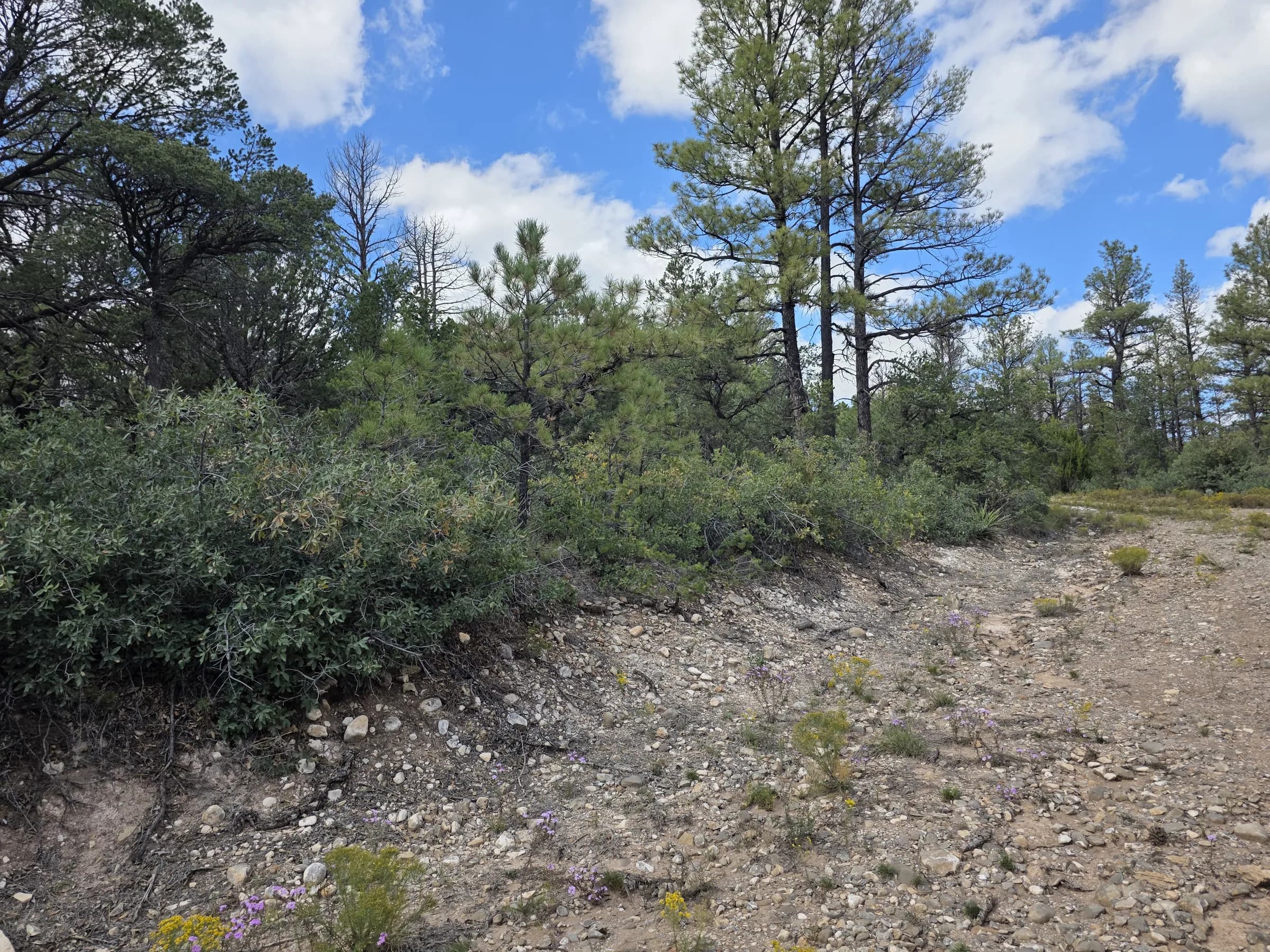 Looking across the lot toward the pines