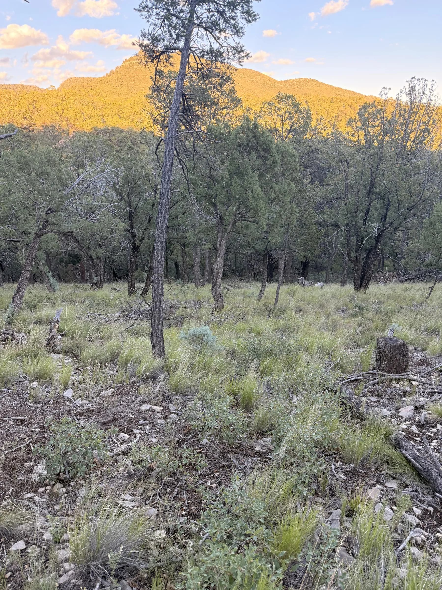 Árboles y terreno rocoso en pendiente con una cresta montañosa iluminada por el sol en Timberon.
