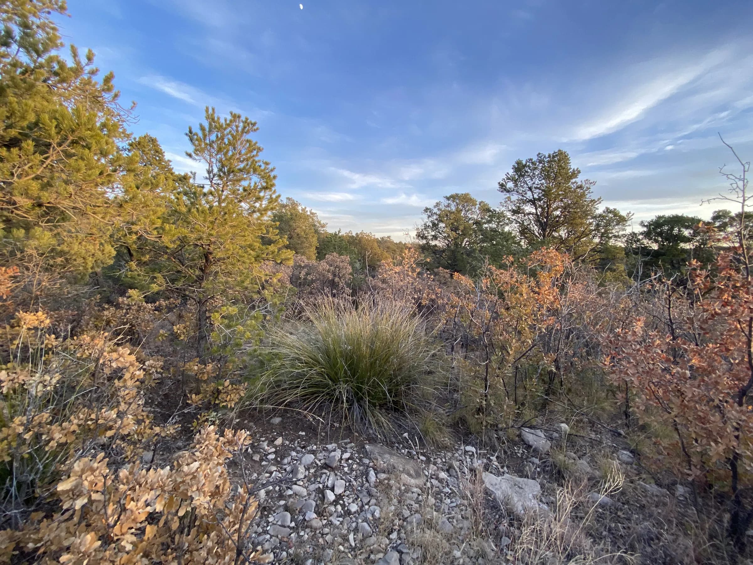 Wooded Timberon lot with scrub oak, juniper and ponderosa pines under a blue sky