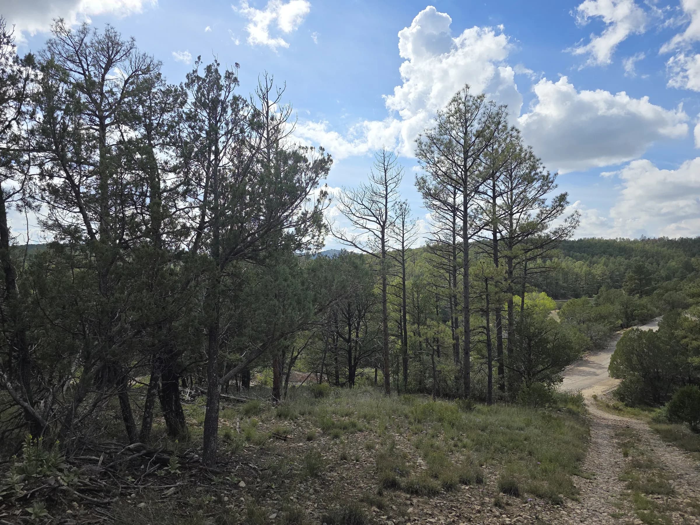 Pinos sobre el camino al borde de los lotes