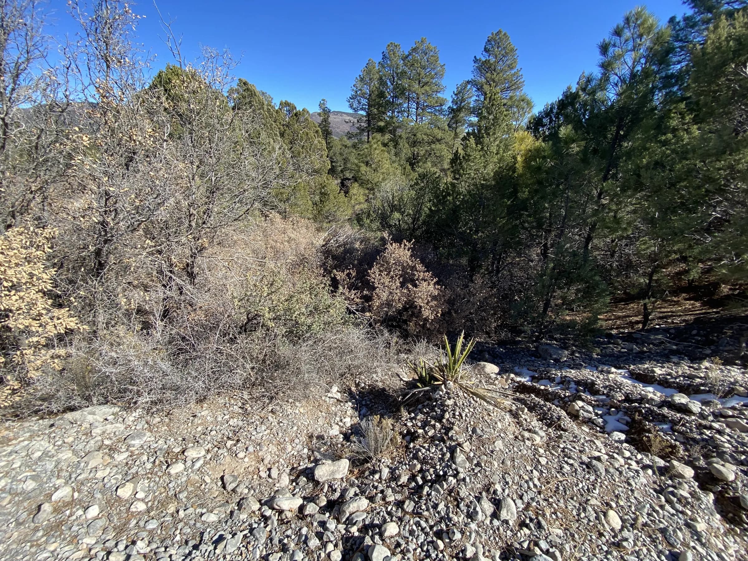 Drainage and brush along the road edge