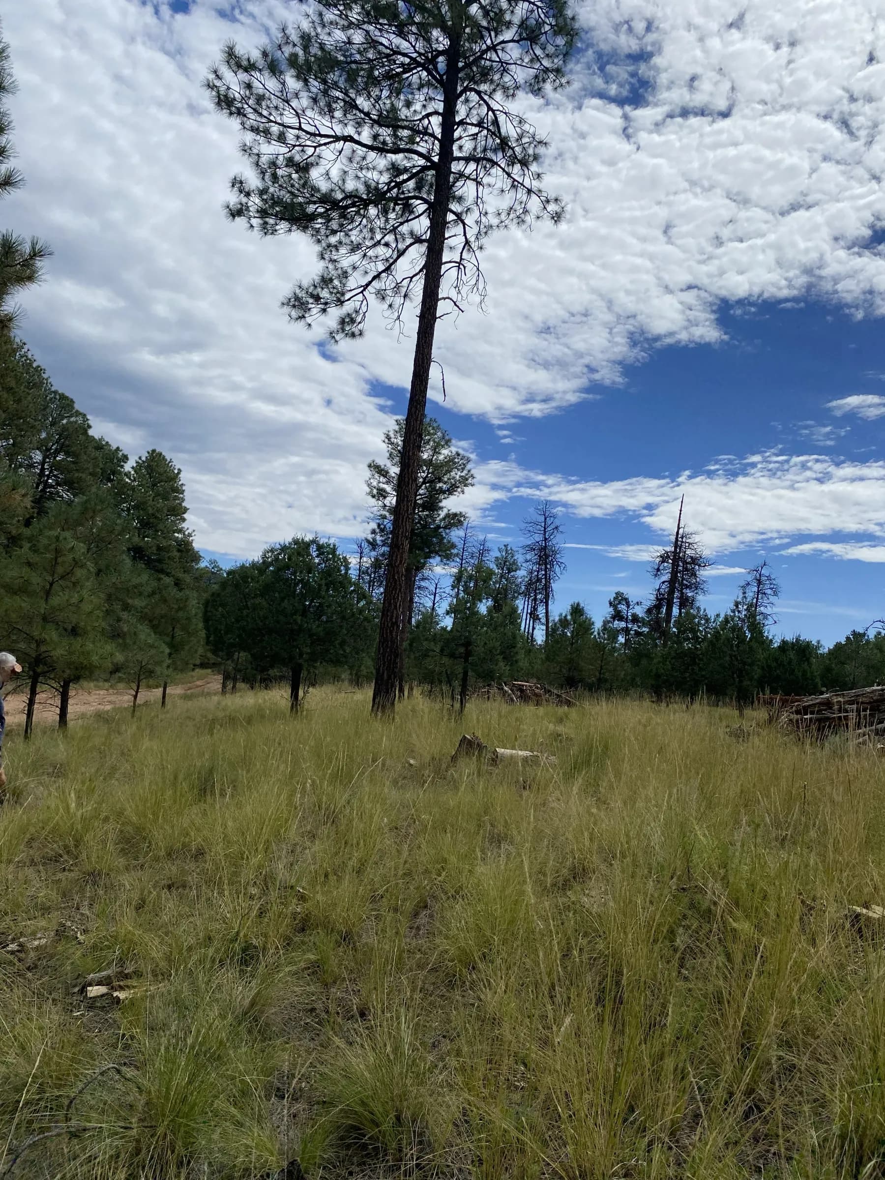 Level ground and pines along the road frontage