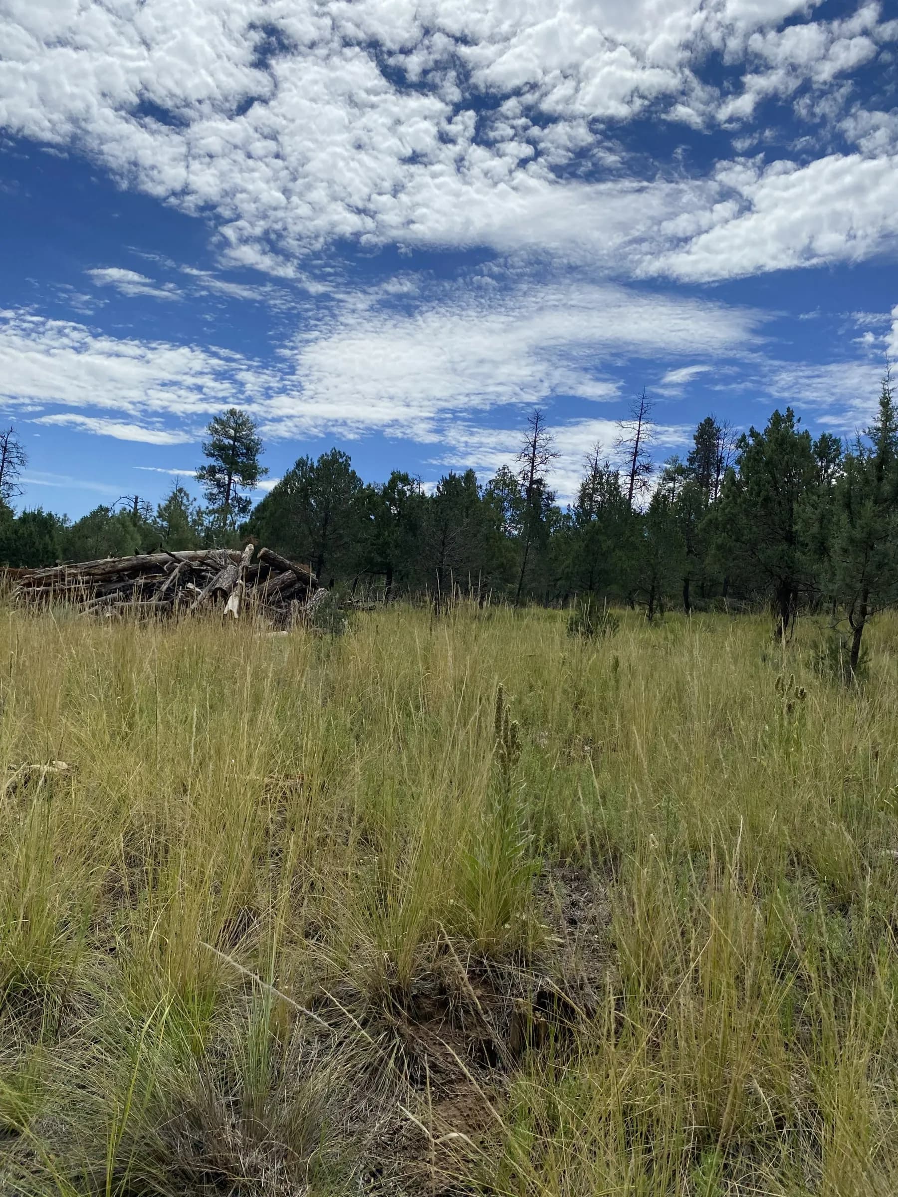 Open grass across the lots with the tree line behind