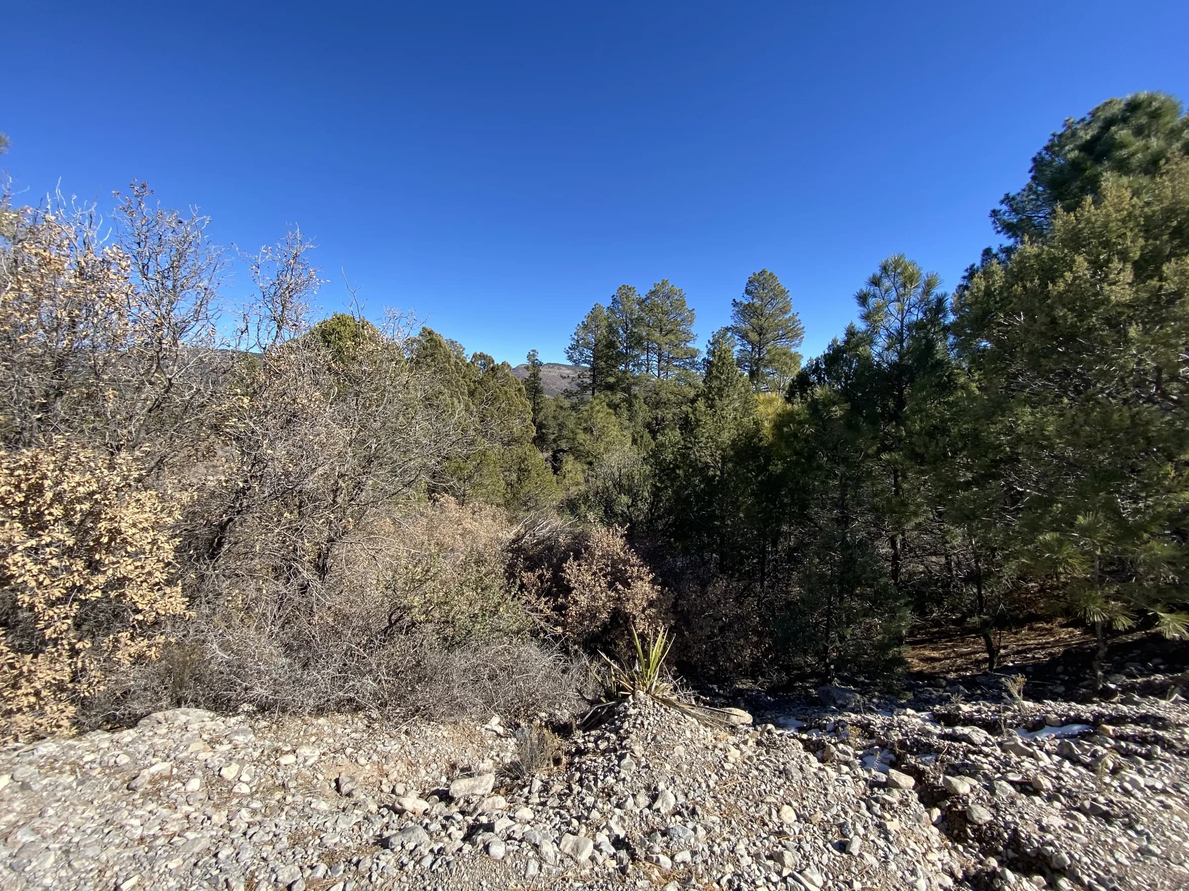 Pines and oak brush on the corner