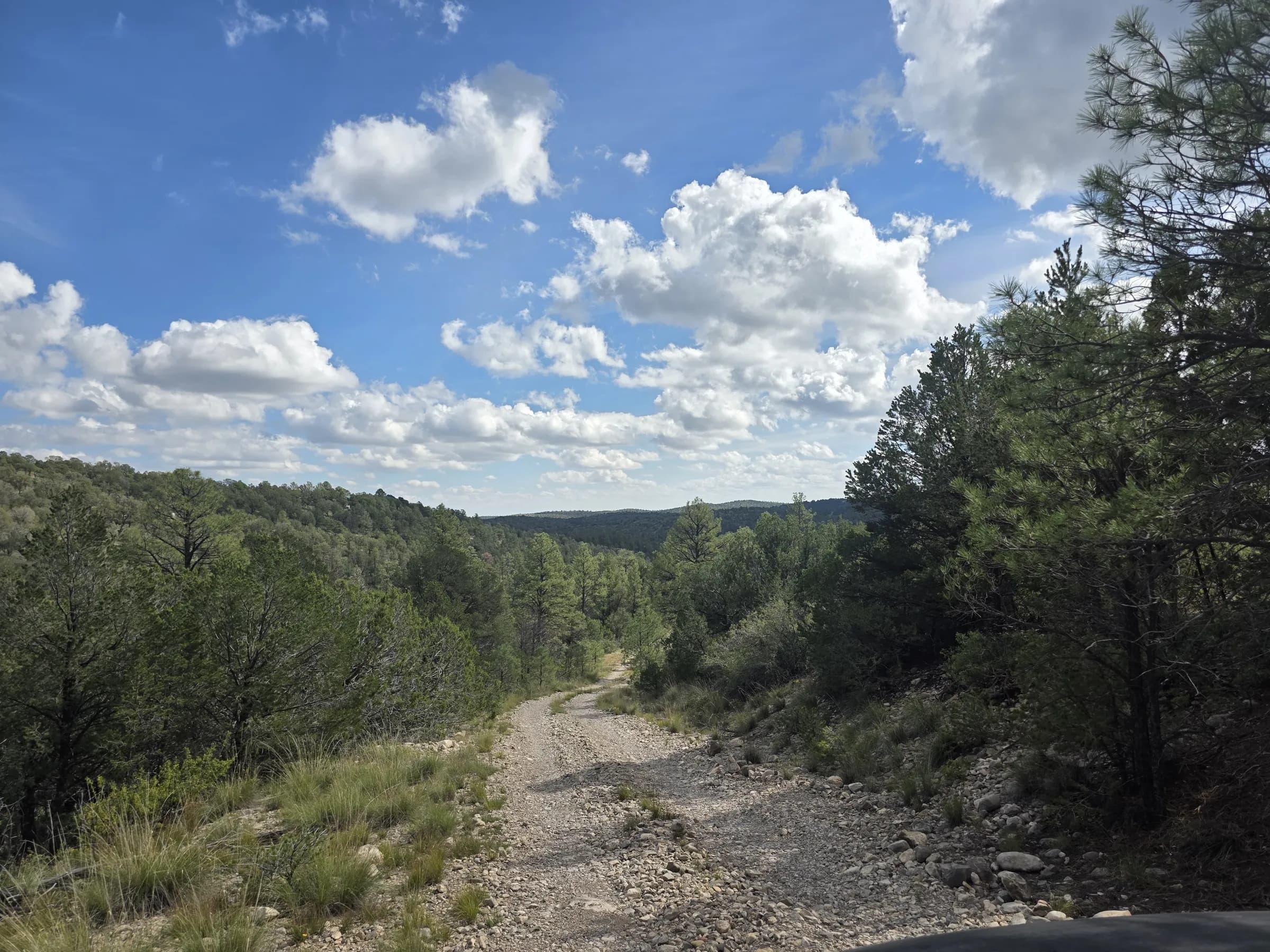 Camino de grava que desciende junto a pinos altos hacia una cresta arbolada