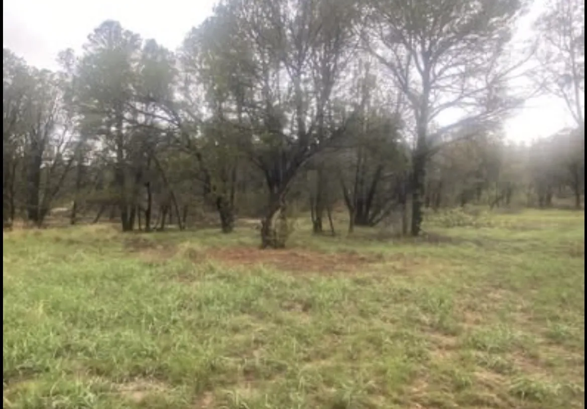 Flat green meadow lot on Ruby Drive in Timberon with pines and oaks along the edge