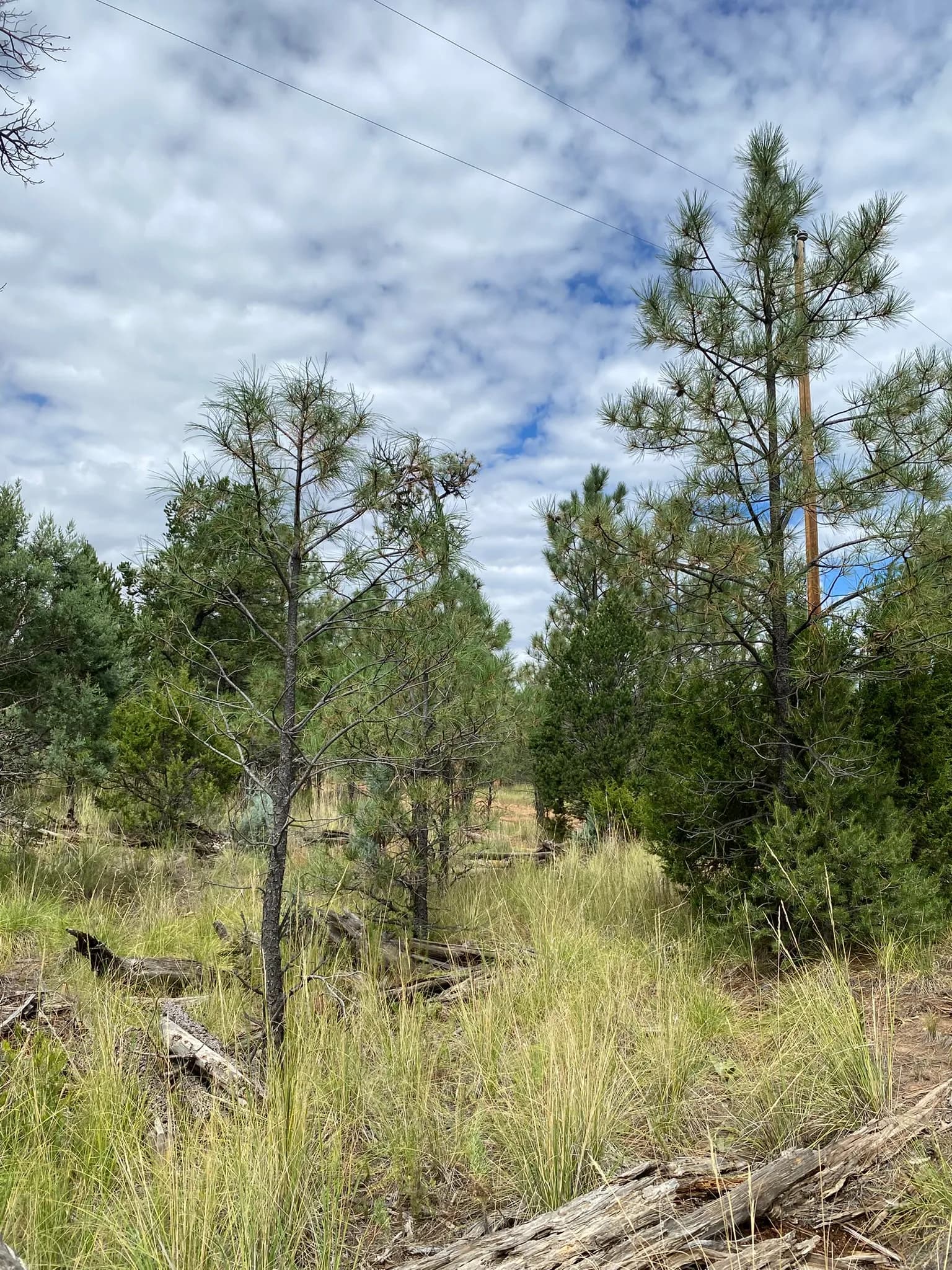 Beautiful wooded lot — 1