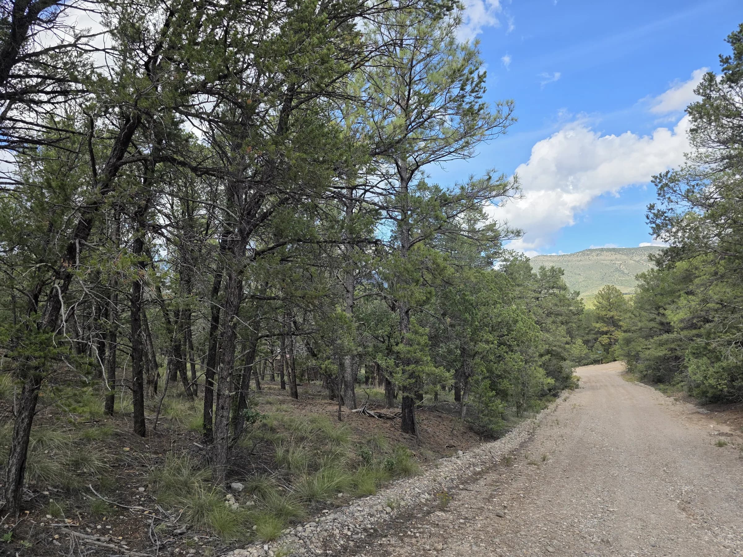 Gravel road dropping downhill between tall pines toward a mountain ridge
