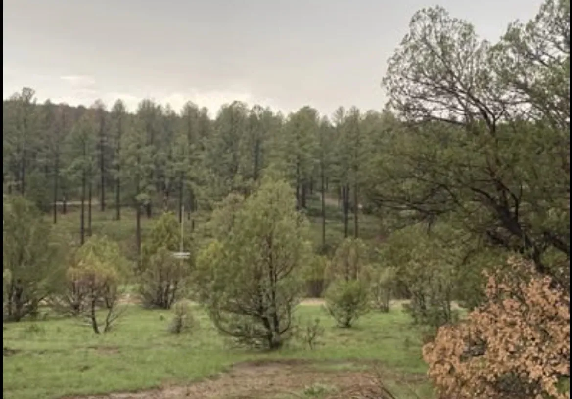 Meadow and tree line on the lots after a summer rain