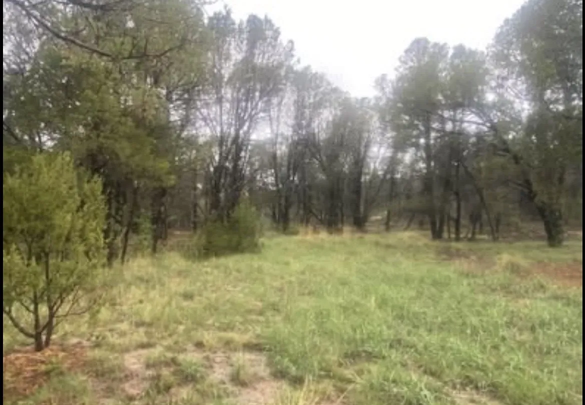 Open grassy ground with mature trees behind