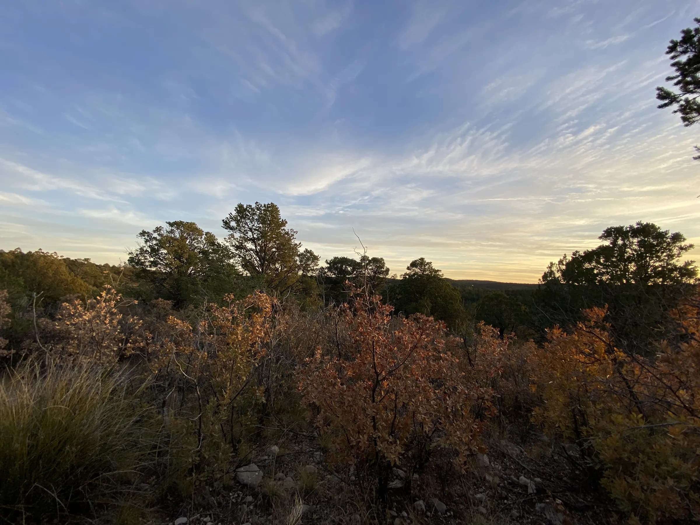 Scrub oak turning color in front of the pines