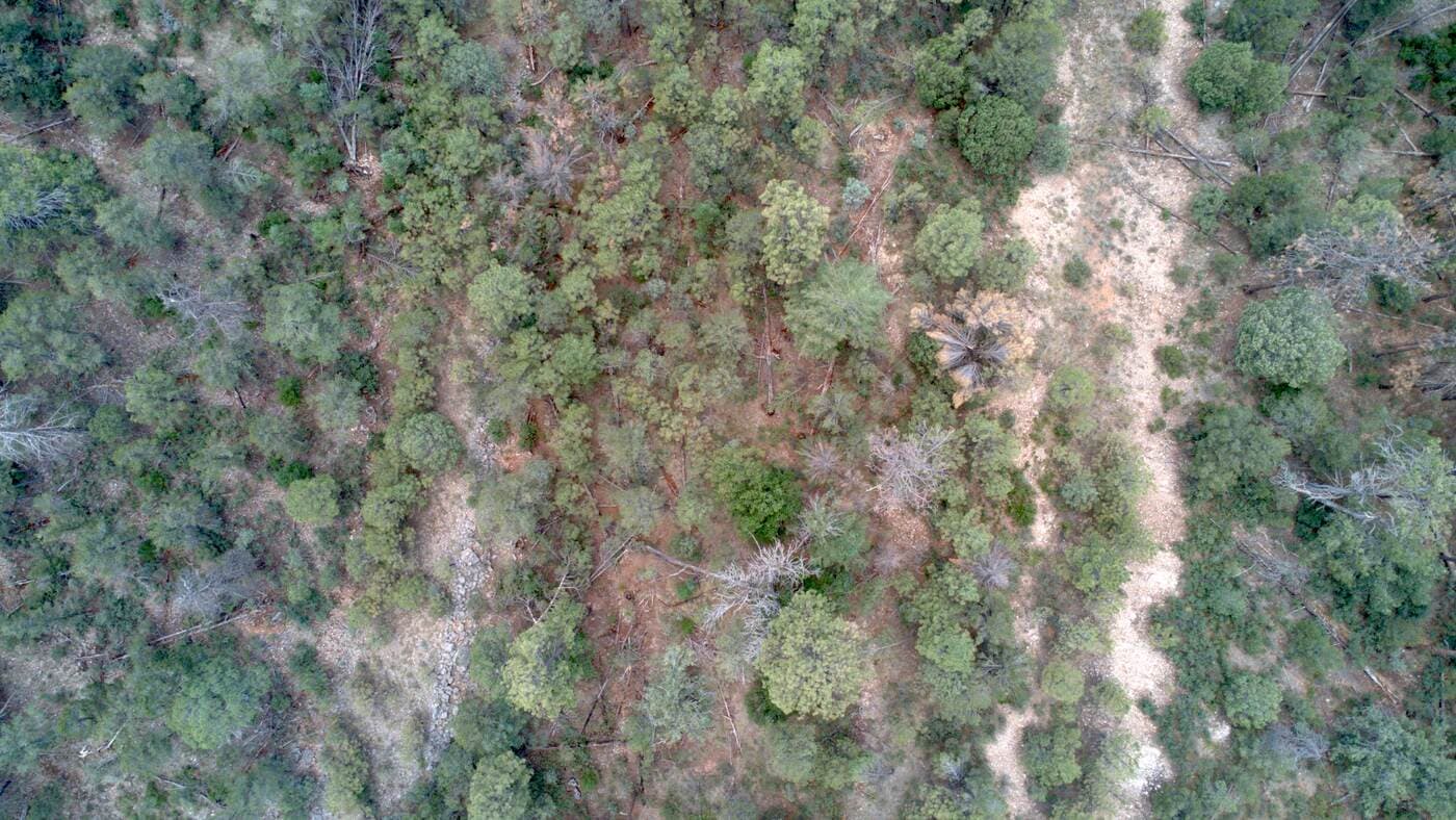 Forested mountain landscape